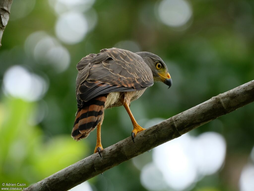 Roadside Hawk