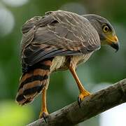 Roadside Hawk