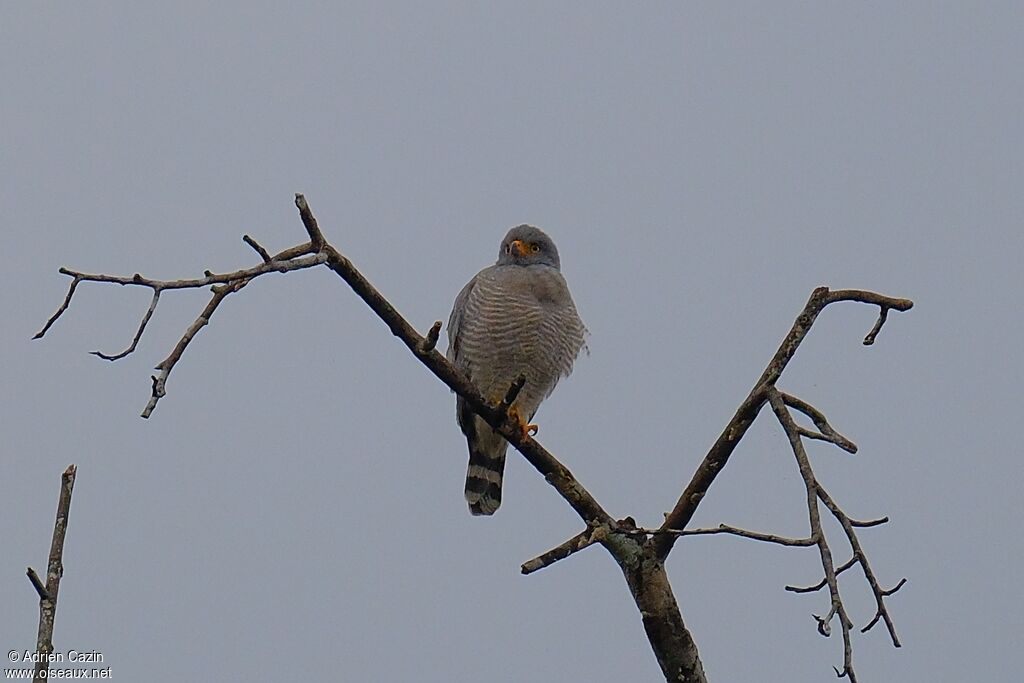 Roadside Hawkadult