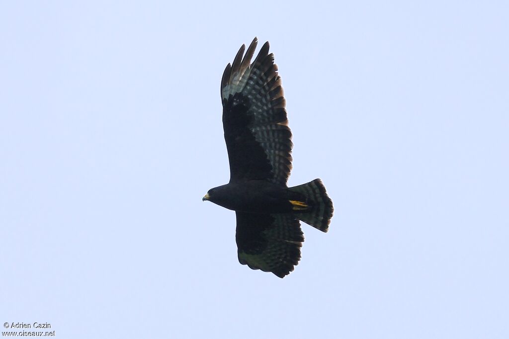 Zone-tailed Hawkimmature, Flight