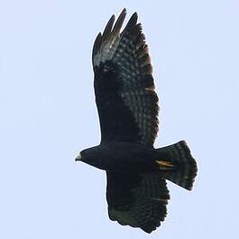 Buse à queue barrée