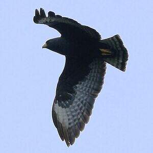 Buse à queue barrée