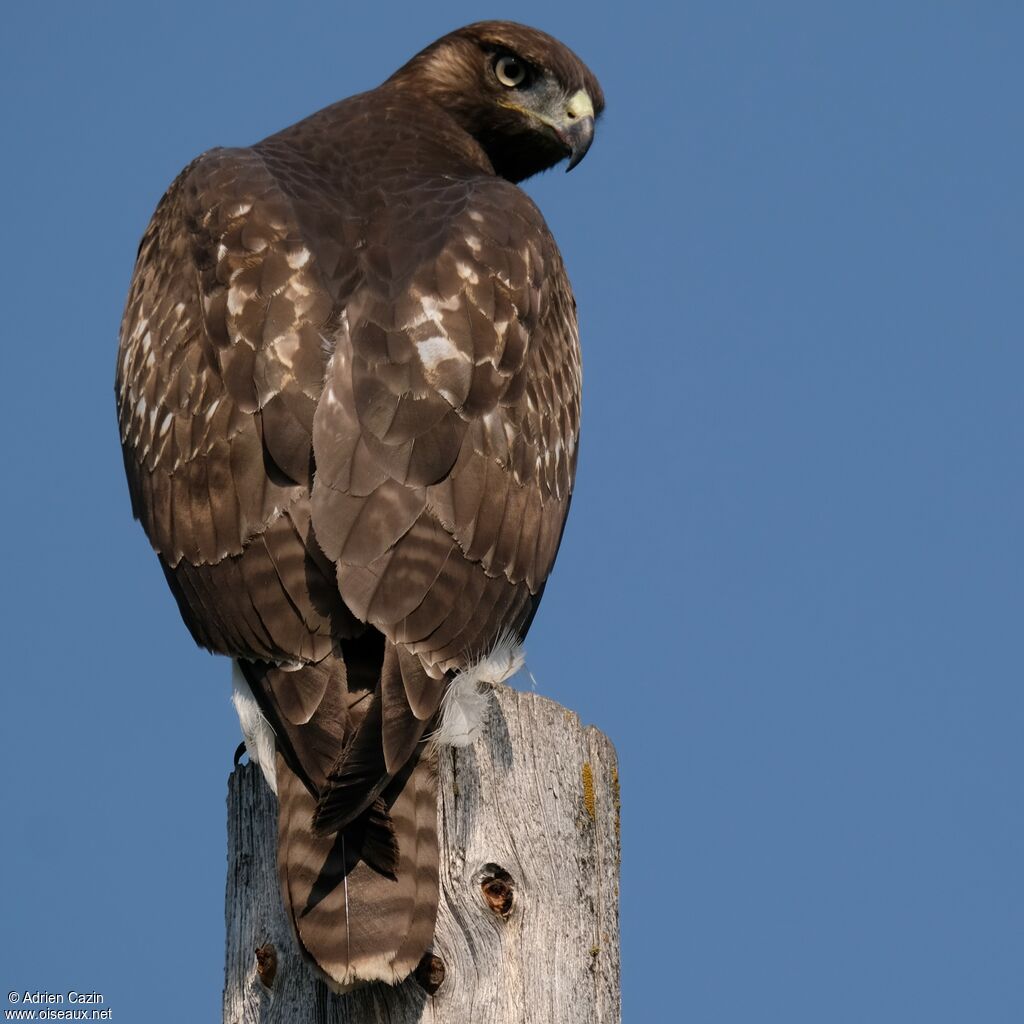 Red-tailed Hawk