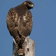 Red-tailed Hawk