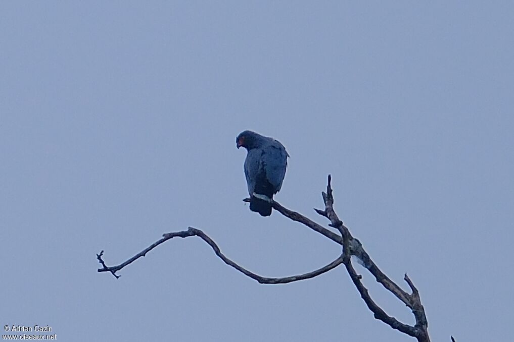 Slate-colored Hawk