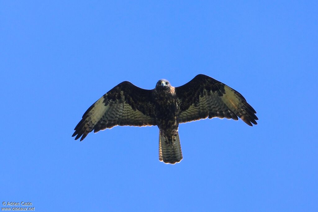 Galapagos Hawkadult, Flight