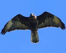 Galapagos Hawk