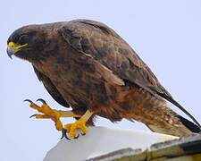 Galapagos Hawk