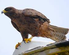 Galapagos Hawk