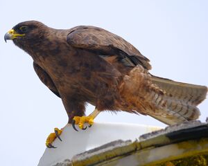 Buse des Galapagos