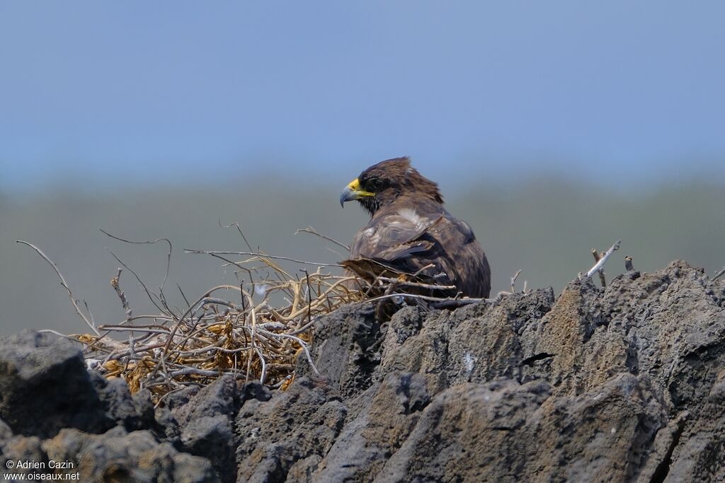 Galapagos Hawkadult, Reproduction-nesting