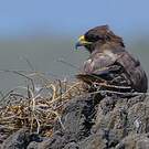 Buse des Galapagos