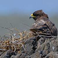 Buse des Galapagos
