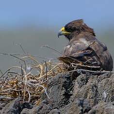 Buse des Galapagos
