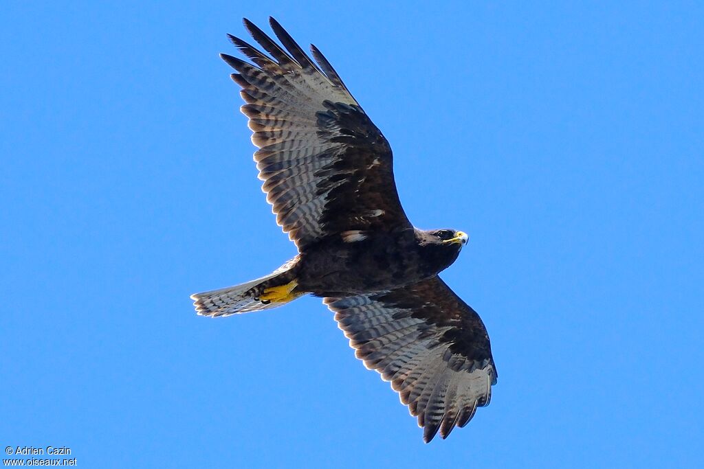 Galapagos Hawkadult, Flight
