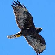 Galapagos Hawk