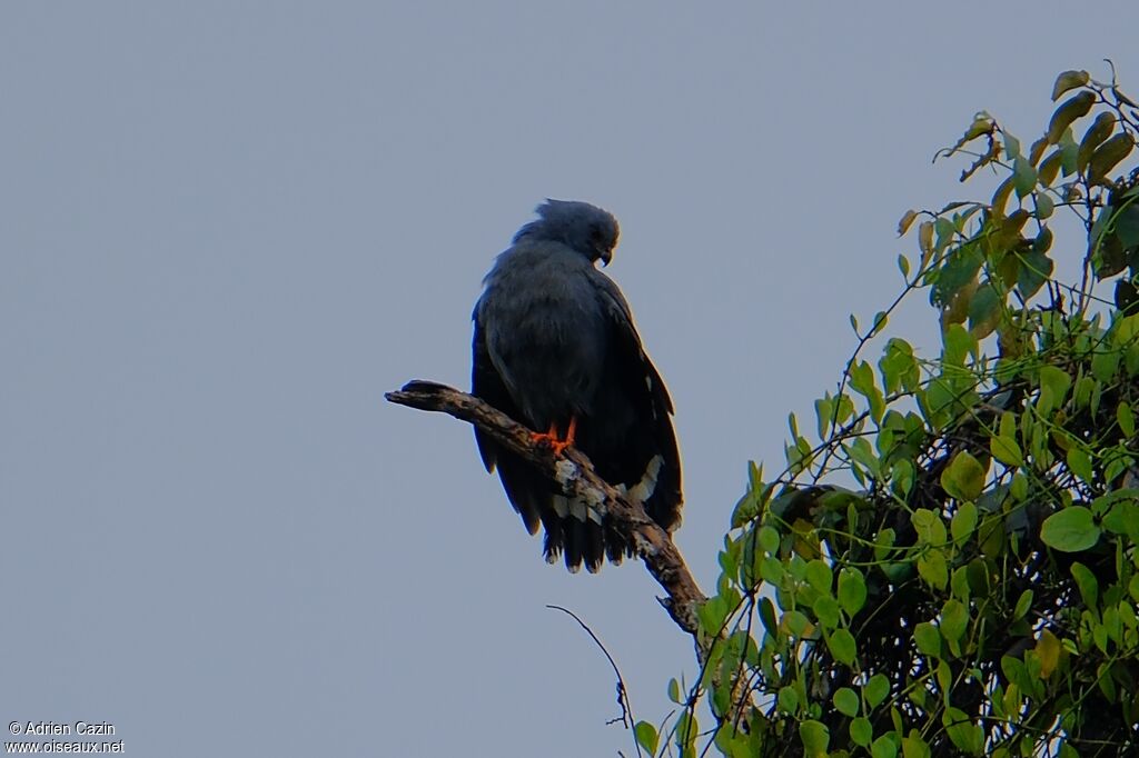 Crane Hawkadult