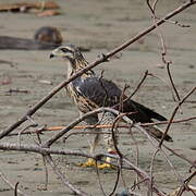 Common Black Hawk