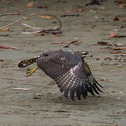 Common Black Hawk