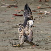 Common Black Hawk