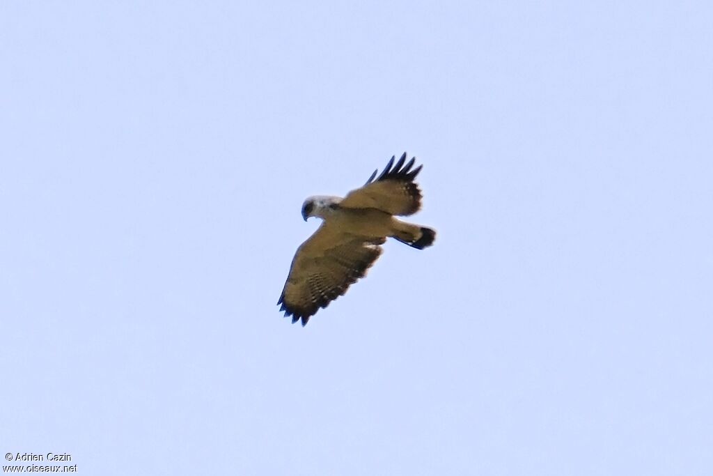 Variable Hawk