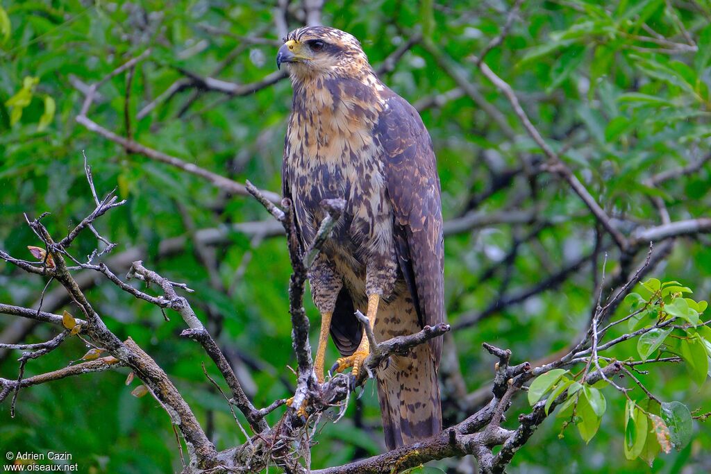 Great Black HawkSecond year, identification