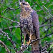 Great Black Hawk