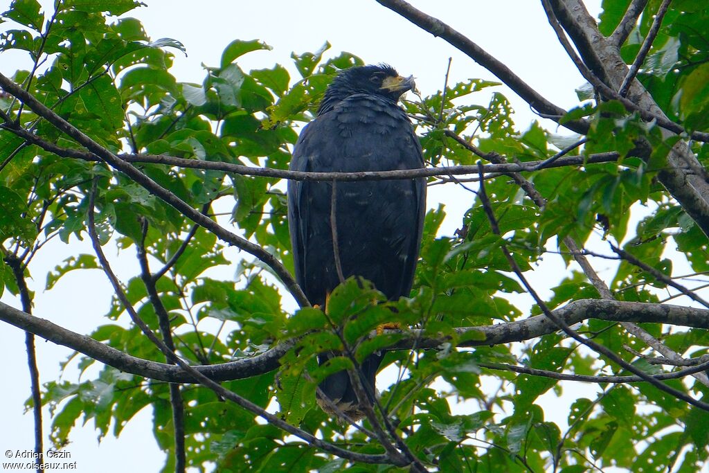 Great Black Hawkadult