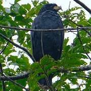 Great Black Hawk