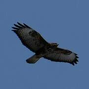 Common Buzzard