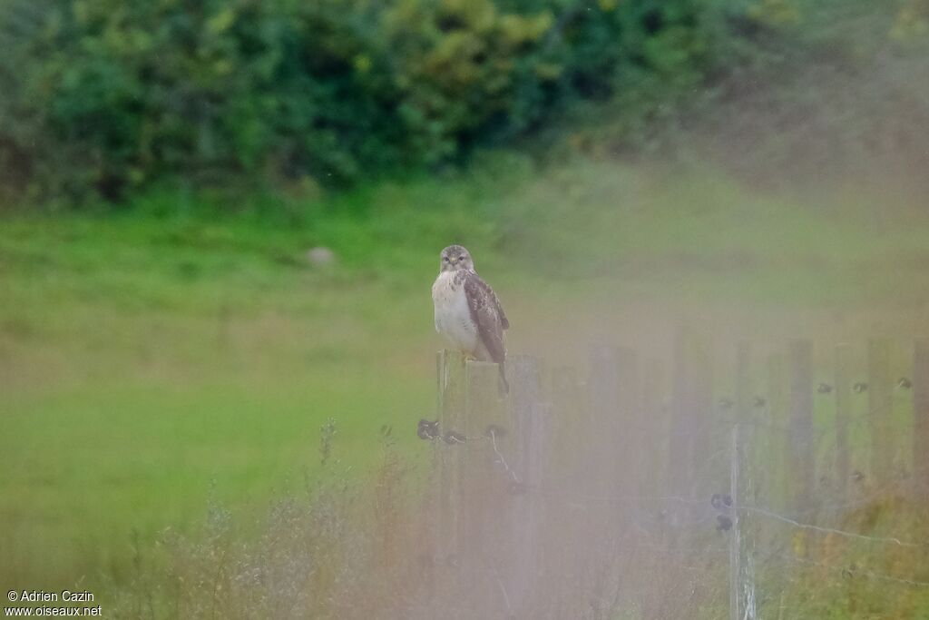 Common Buzzard