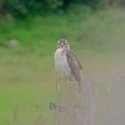 Common Buzzard