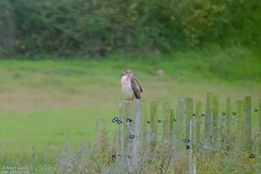 Common Buzzard