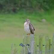 Common Buzzard