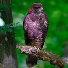 Buse variable