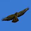 Buse variable