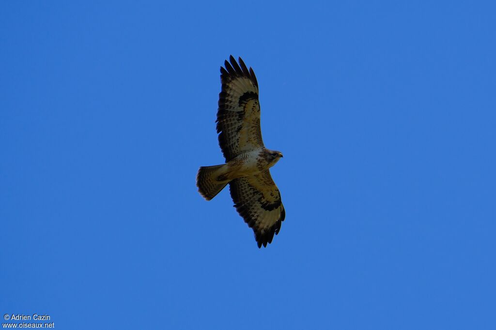 Buse variable