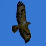 Buse variable