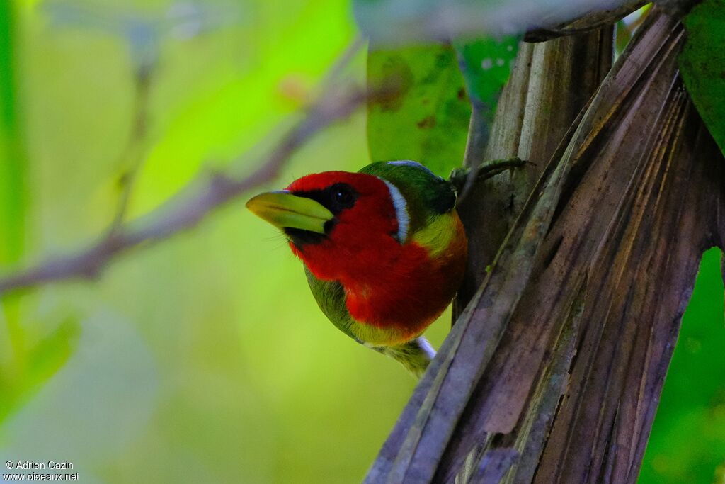 Red-headed Barbet male adult