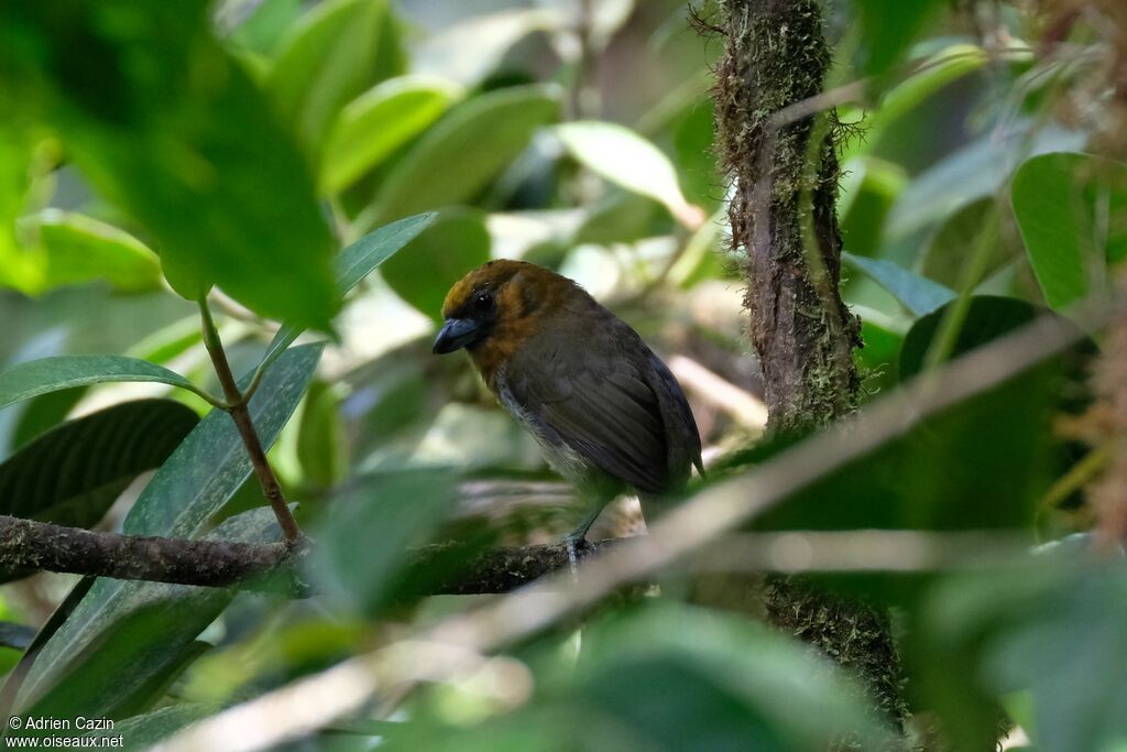 Prong-billed Barbetadult