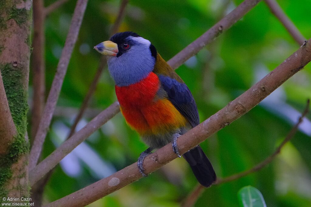 Toucan Barbetadult, identification