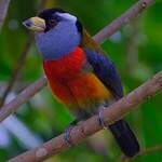 Cabézon toucan