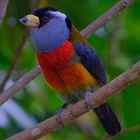 Cabézon toucan