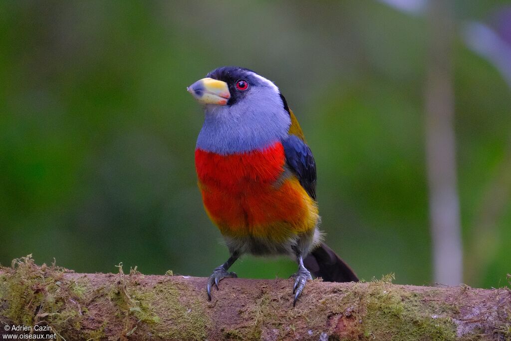 Cabézon toucanadulte, identification