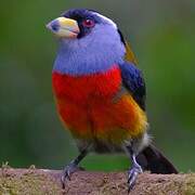 Cabézon toucan