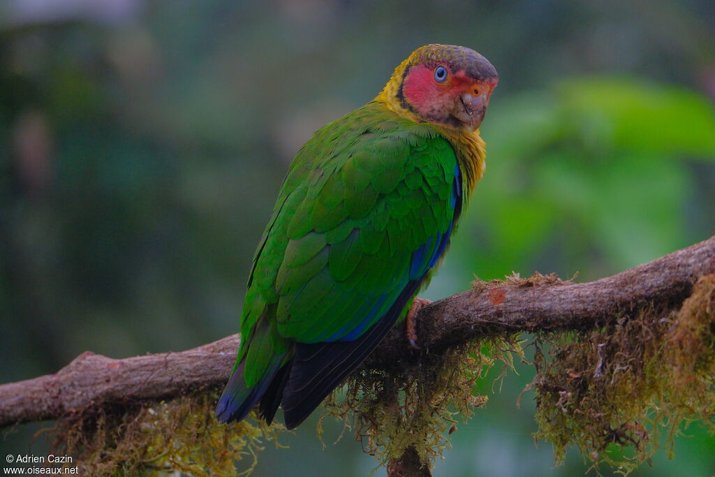 Rose-faced Parrotadult, identification