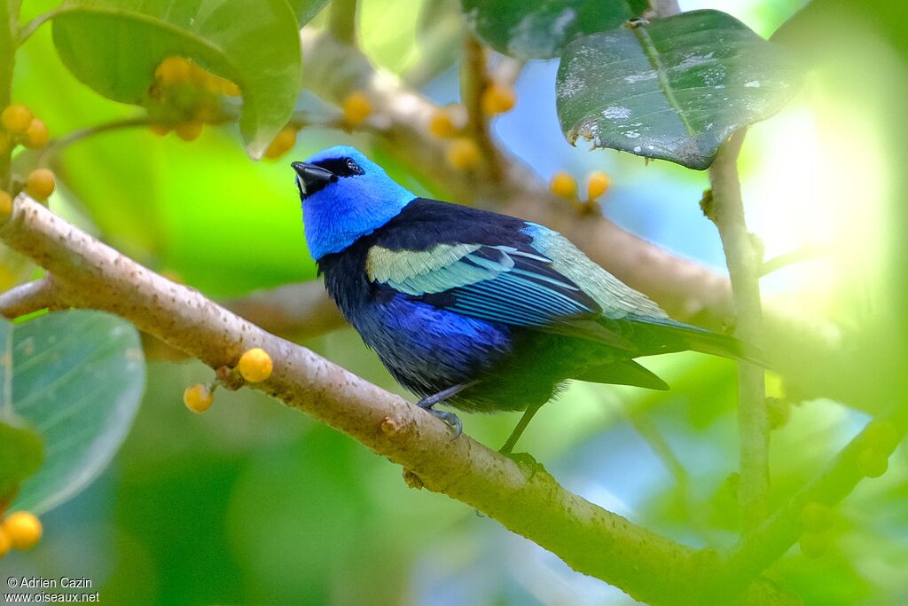 Blue-necked Tanageradult