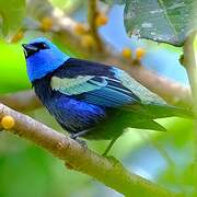 Blue-necked Tanager