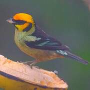 Flame-faced Tanager