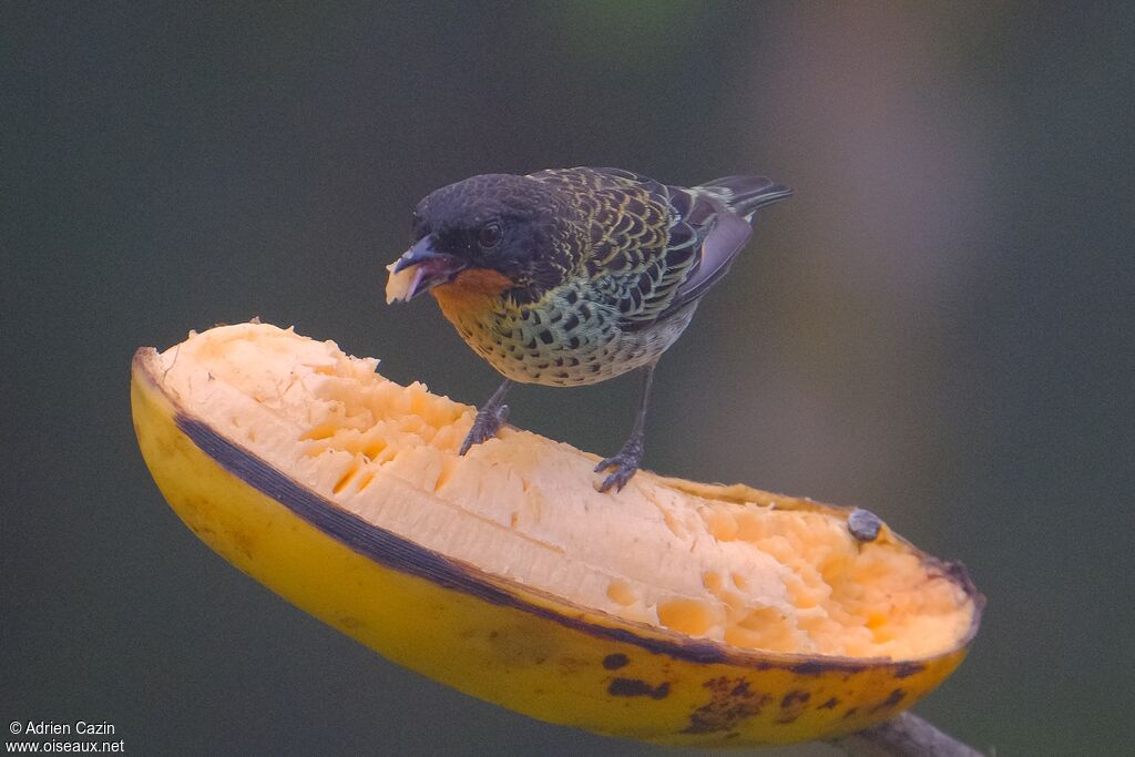 Rufous-throated Tanageradult, eats